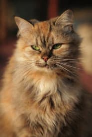 Alu