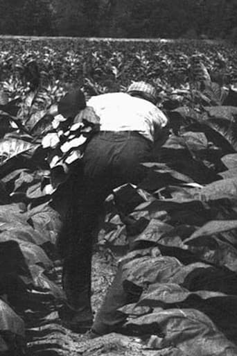 The Back-breaking Leaf