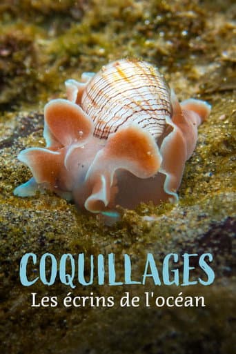 Coquillages, les écrins de l'océan