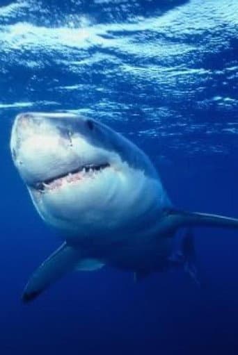 Grand requin blanc