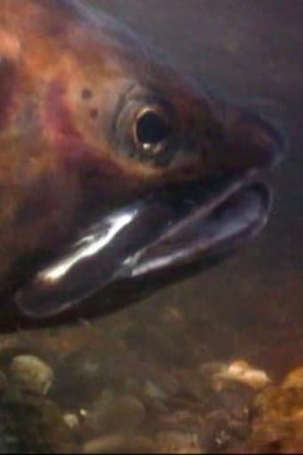 Cutthroats of Yellowstone