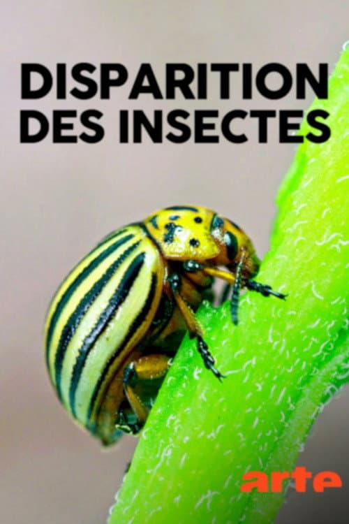 Disparition des insectes : Une catastrophe silencieuse