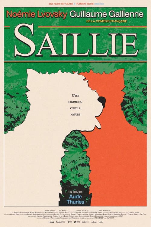 Saillie