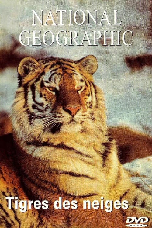 National Geographic : Tigres des neiges
