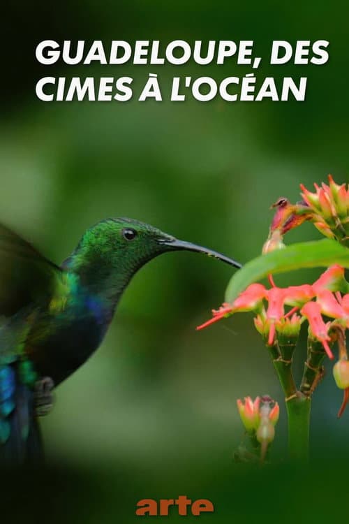 Guadeloupe, des cimes à l'océan