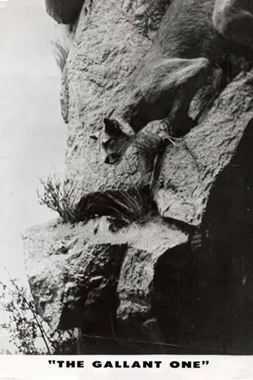 The Gallant One