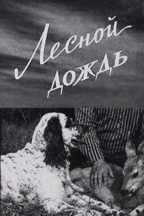Лесной дождь