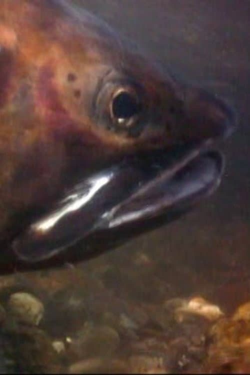 Cutthroats of Yellowstone